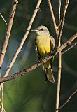 Tropical Kingbird